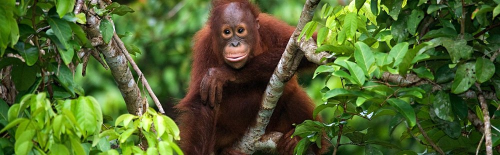 La jungle et les montagnes de Bornéo