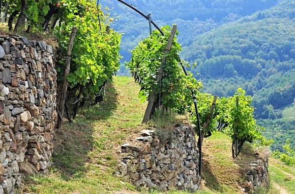 Déguster le vin de la Wachau