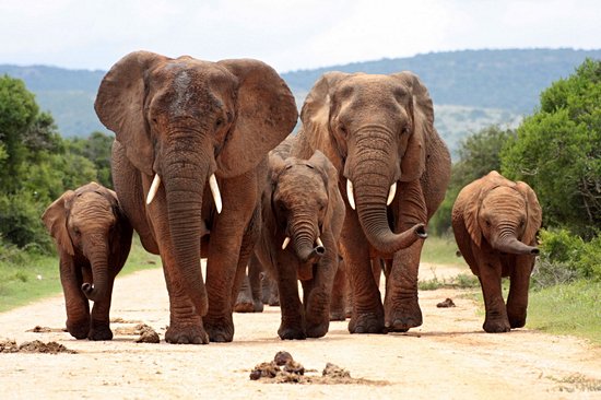 Parc national des Éléphants d'Addo