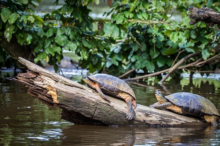 Le village de Tortuguero