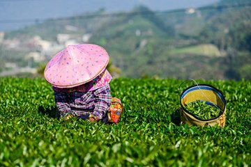 Montagnes de thé du comté de Chiayi
