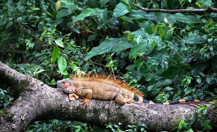 Puerto Viejo de Sarapiquí 2