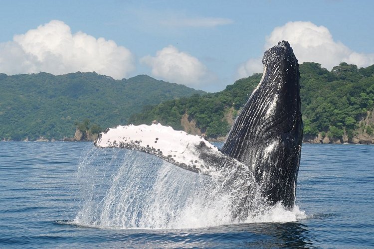 Les baleines bleues à bosse