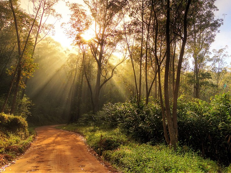 Le parc national d'Andasibe – Mantadia
