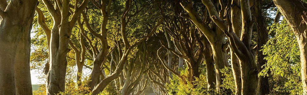Le phénomène international de Dark Hedges