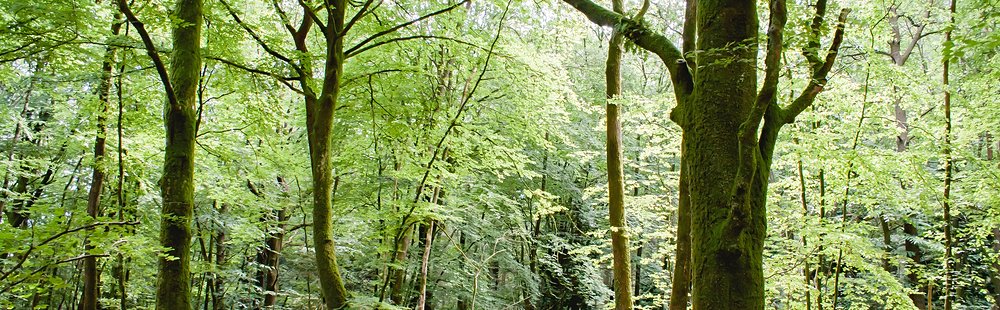 La forêt de Brocéliande