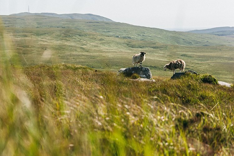 Tout l’éclat de l’Irlande au Connemara National Park  3