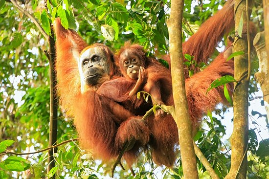Parc national de Gunung Leuser