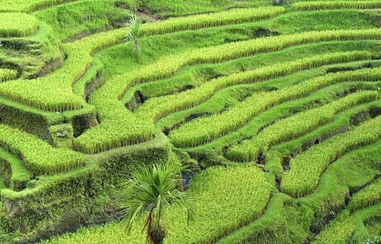 Rizières près d'Ubud, Bali