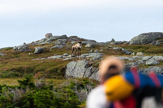 Parc national du Canada du Gros-Morne