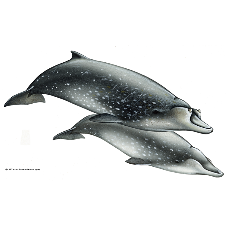 LE MÉSOPLODONS : Mésoplodon de Blainville