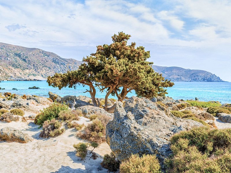 Dunes et cèdres du lagon