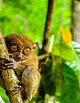 Les plus beaux lieux de Bohol