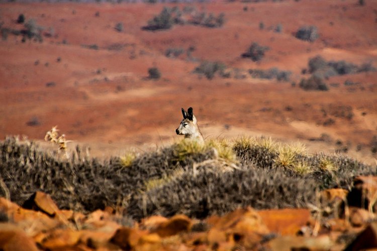 Great Victoria Desert - Australie 2