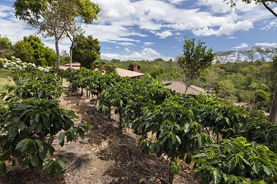 Visiter une plantation de café