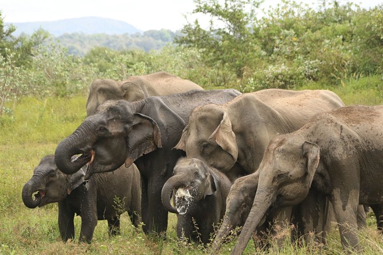 Le parc national de Maduru Oya