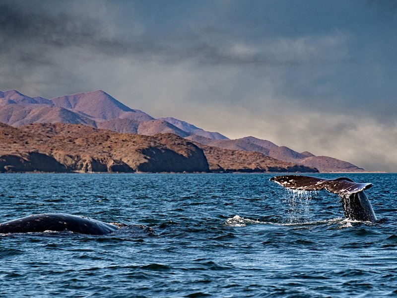 Fjords de Patagonie