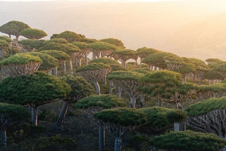 Île de Socotra - Yémen 2