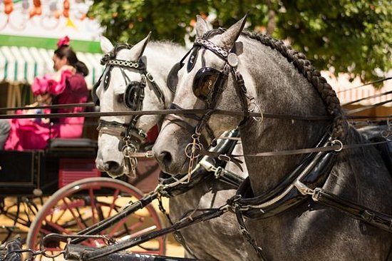 Retrouver des chevaux et un vent de liberté 