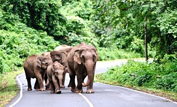 Parc national de Khao Yai