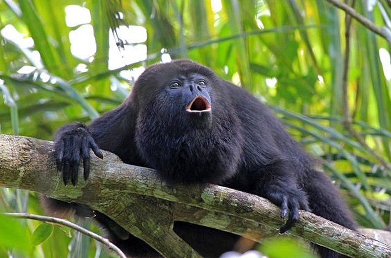 Explorer la jungle à la rencontre des singes hurleurs
