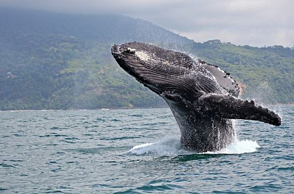Observer les baleines et les dauphins
