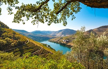 Vignobles de Douro