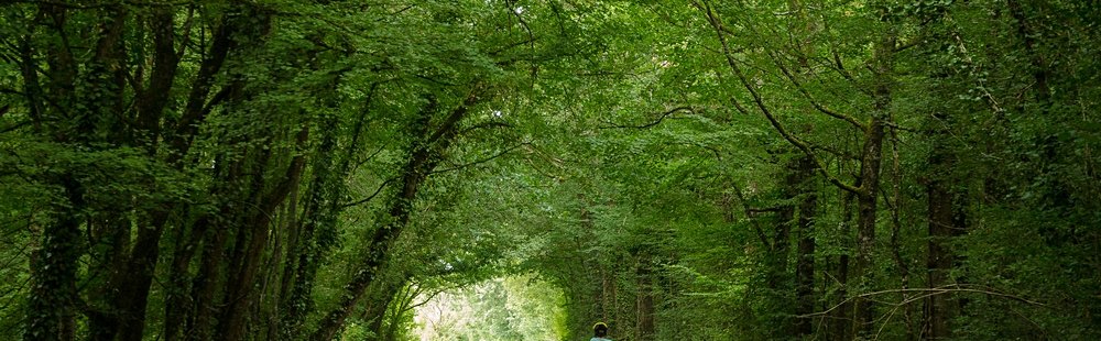 Les forêts de Sologne