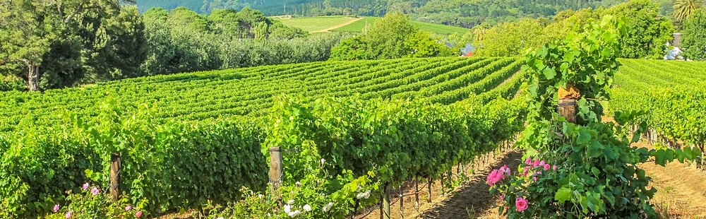 La route des Vins du Cap