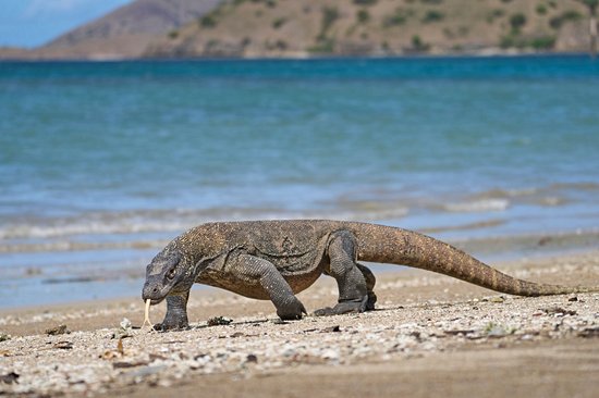 Observer les dragons de Komodo dans leur habitat naturel