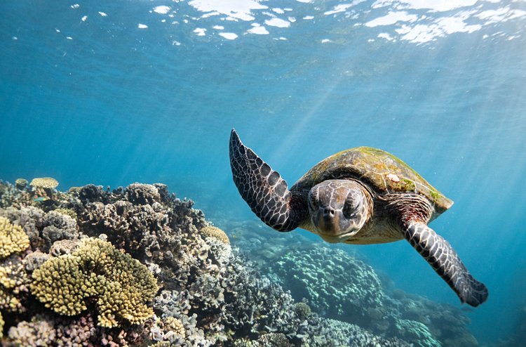 Ningaloo Reef 3