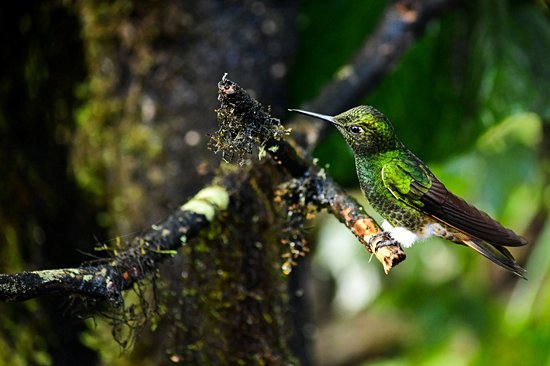 Réserve ornithologique de Mindo