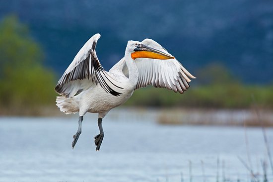 Lac Skadar
