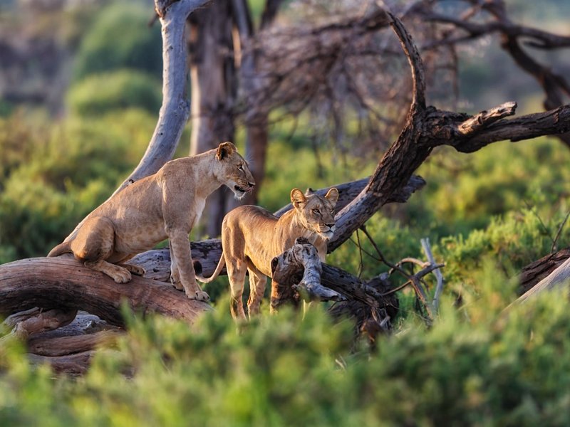Réserves nationales de Samburu, Buffalo Springs et Shaba