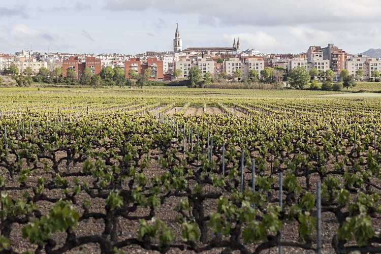 Vilafranca et le vignoble du Penedès