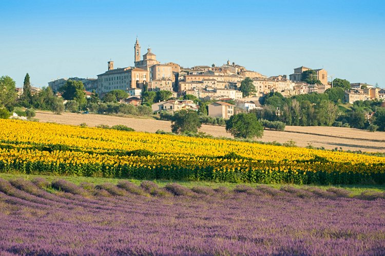 Champs de tournesol et de lavande - Provence, France 3