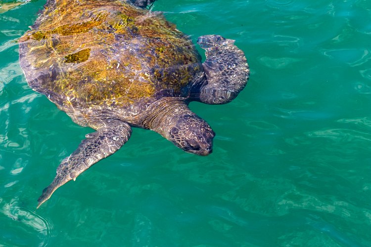 Pratiquer la plongée sous-marine et le snorkeling