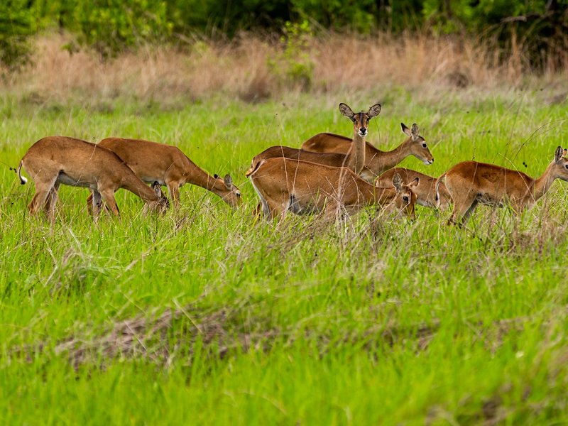Le parc national de la Pendjari et le parc national du W