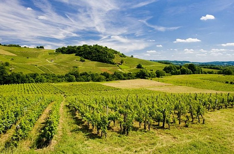 Faire une dégustation de vin du Jura