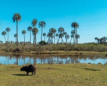 Parc national El Palmar