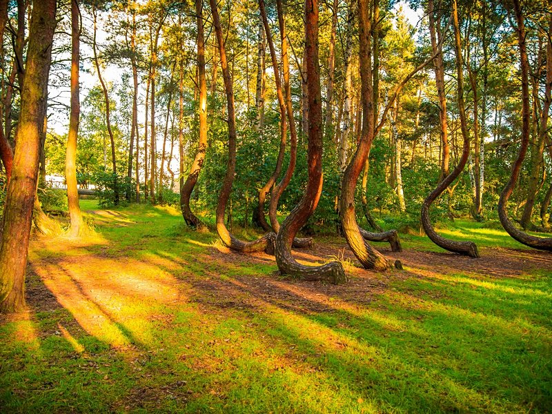 La forêt des arbres tordus, Gryfino