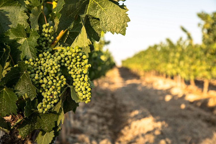 Route des vins Rioja - Espagne 3