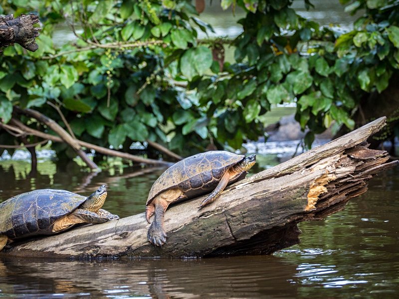 Parc national Tortuguero