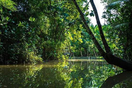 Belém et Manaus, Forêt Amazonienne