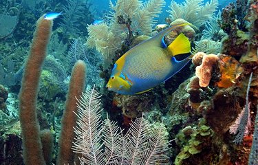 Faune maritime