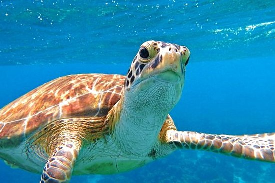 Plonger au cœur du turquoise