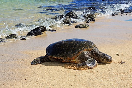 Les tortues de Punalu’u beach