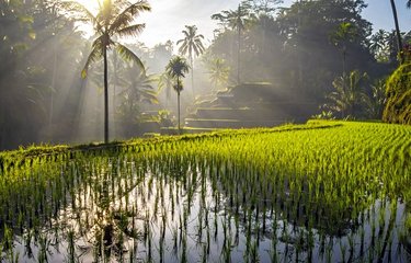 Des rizières à Bali 