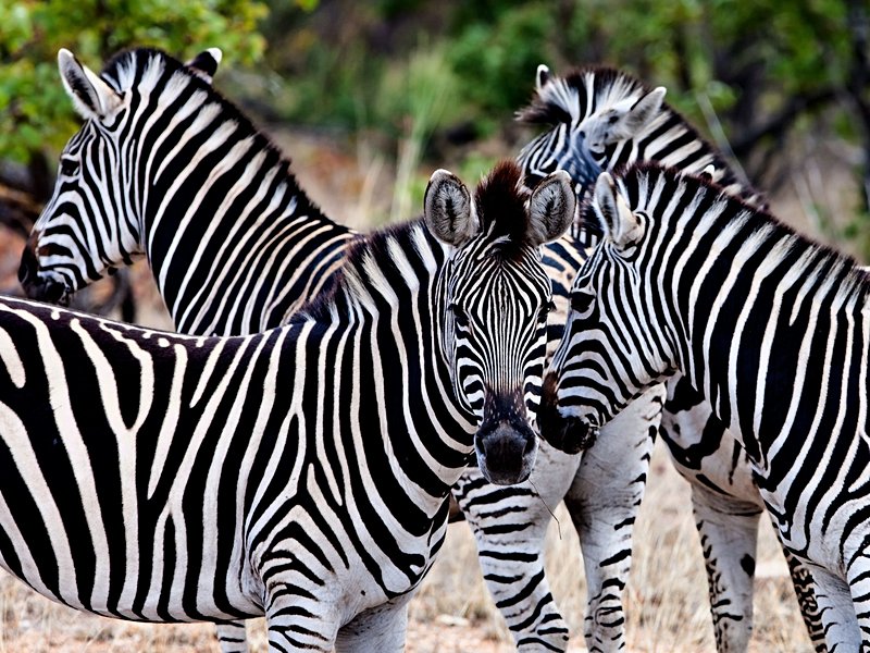 Parc national Kruger