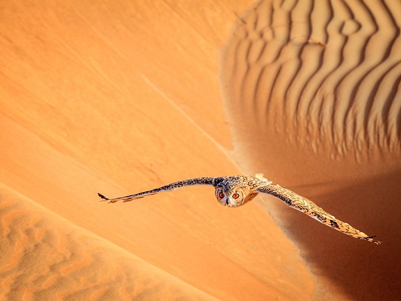 Le désert de Dubaï